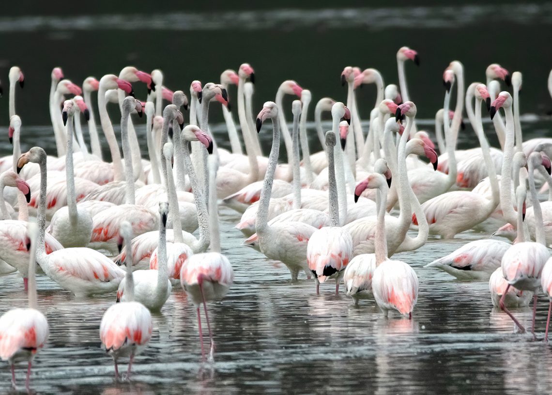 Una de las impresionantes fotografías que contiene el libro 'Un passeig per ses Salines'. La imagen es obra de Rafa Domínguez